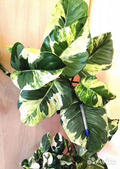 Эпипремнумы, филодендроны