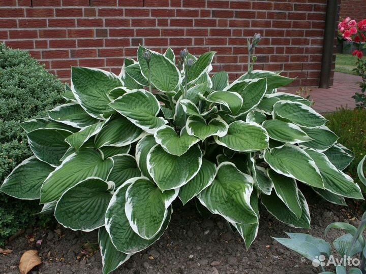 Многолетние цветы