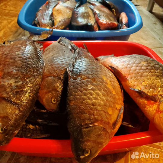 Форель, карась, сом, лещ, щука, копчёная рыба