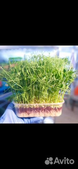 Микрозелень / Витграсс