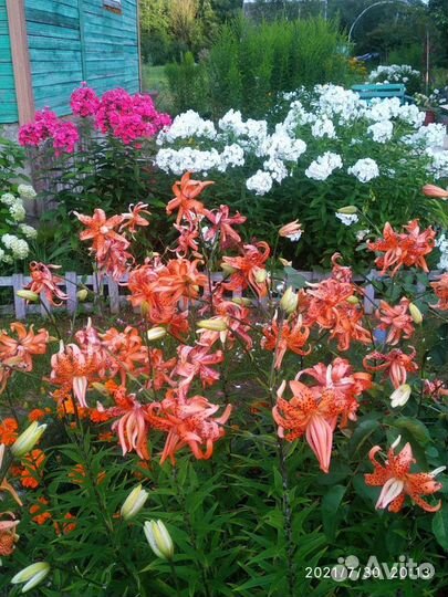 Многолетние садовые растения