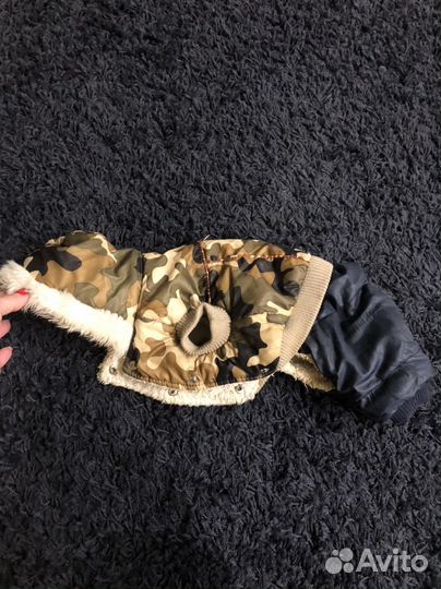 Одежда для собак