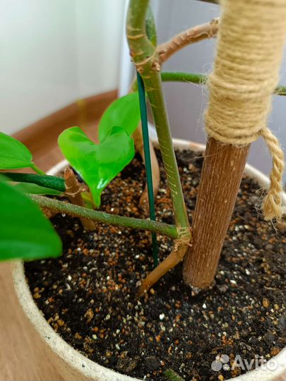 Филодендрон