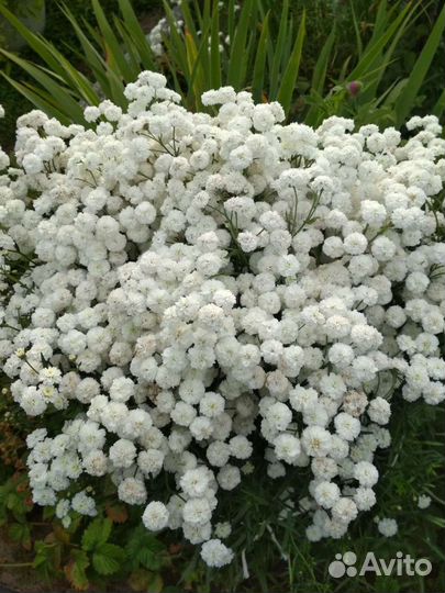 Цветы гипсофила