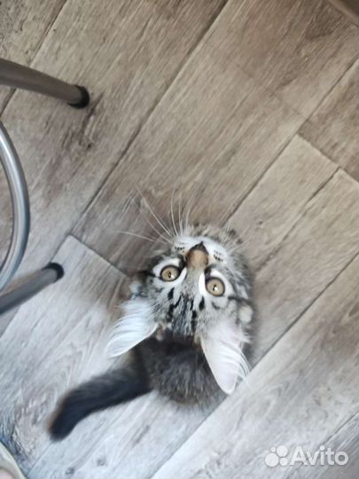 Котята в добрые руки (девочки)