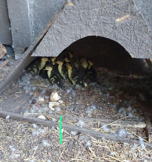 Утята индоутки