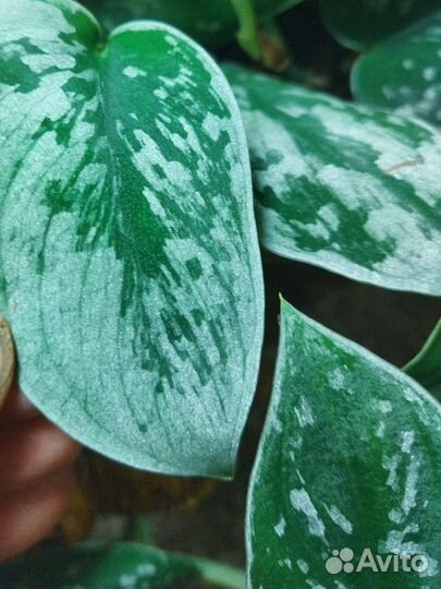 Сциндапсусы и эпипремнумы