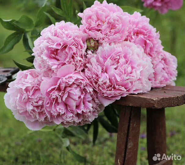 Пион Сара Бернар, Сара Бернар Юник, Корал Сансет