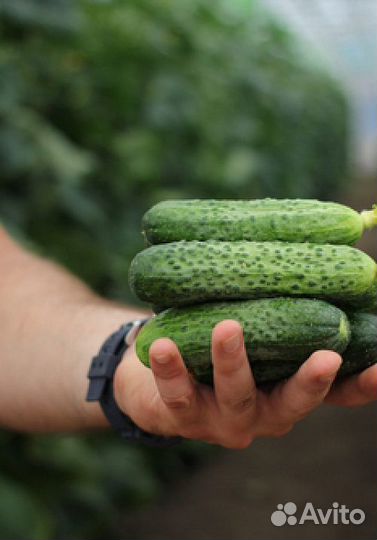 Семена Огурца 