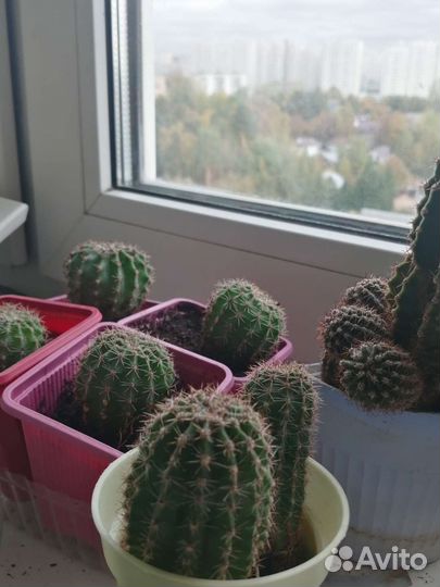 Кактус маленький