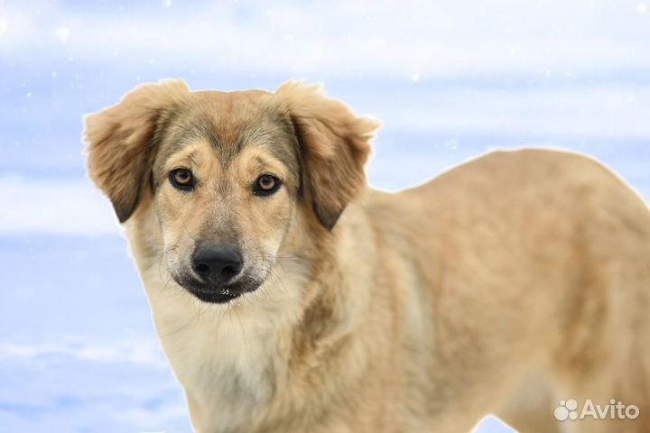 Щенок Герда в добрые руки