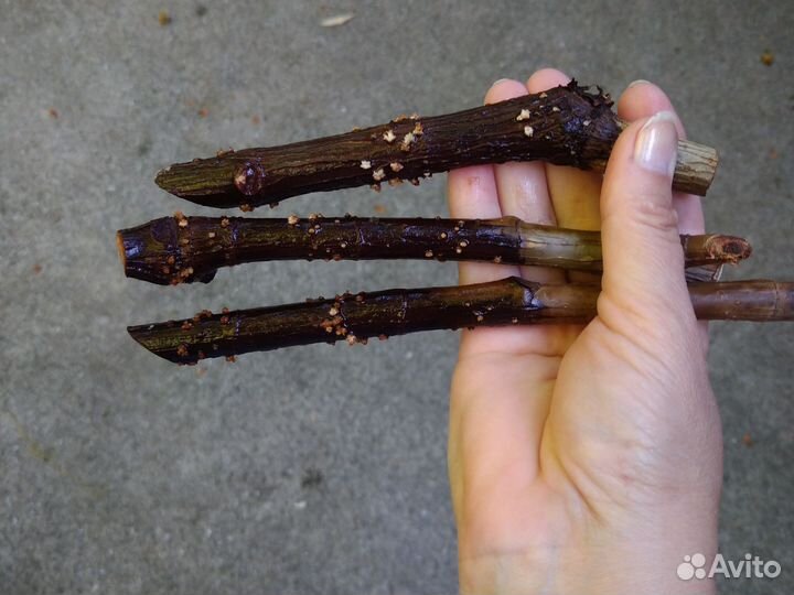 Фикус гигант