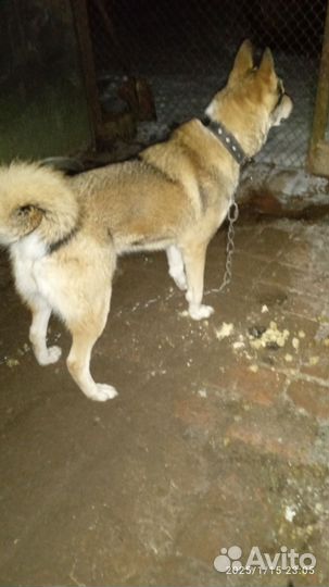 Западно сибирская лайка