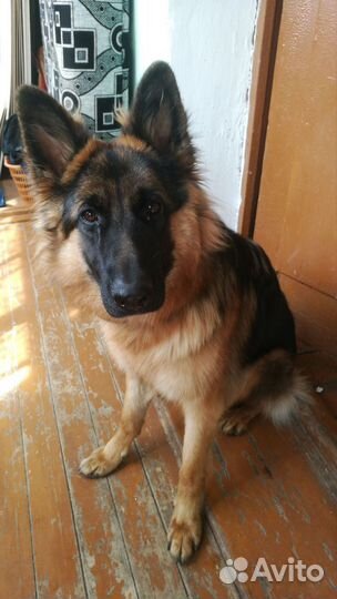 Немецкая овчарка
