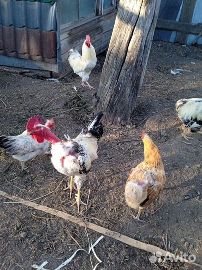 Продаю годовалых голошеих петушков