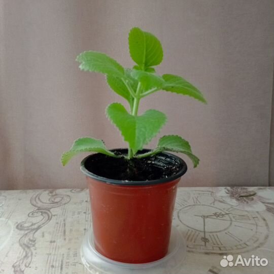 Мята кустовая