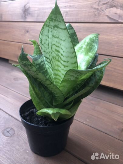 Сансевиерия