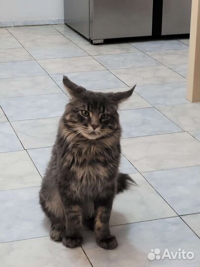 Кот мейн-кун вязка