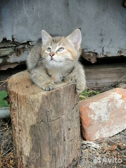 Котенок (маленькая охотница)