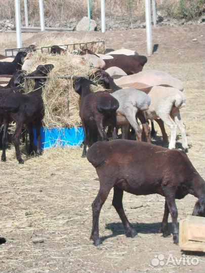 Овцы матки ярки