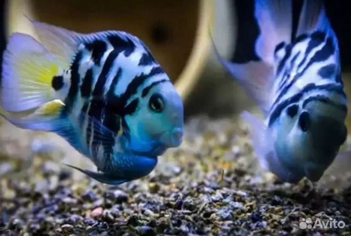 Скалярии и Сапфировые попугайчики