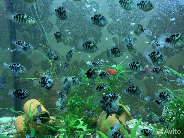 Рыба сапфировый попугай / Гуппи