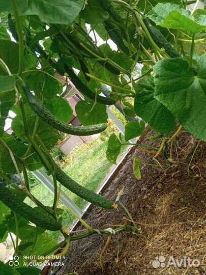 Огурцы с плети.Привоз в воскресенье. Доставка