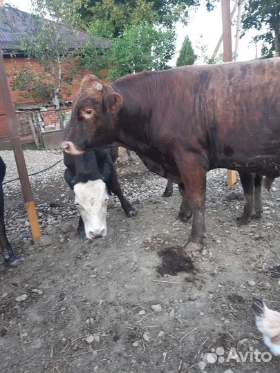 Быки на мясо