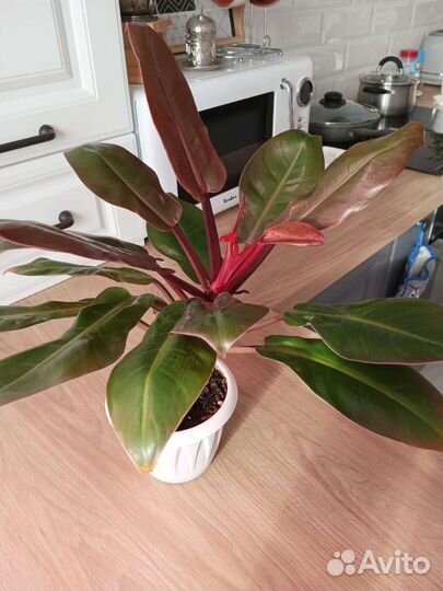 Филодендрон Принц оранж