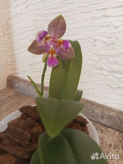 Орхидея фаленопсис сортовая