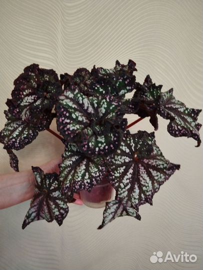Бегония декоративно лиственная