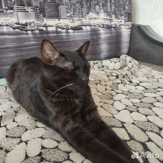 Кот в добрые руки