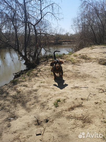 Жених такса