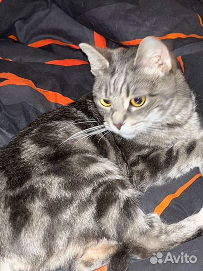 Кошка ищет дом