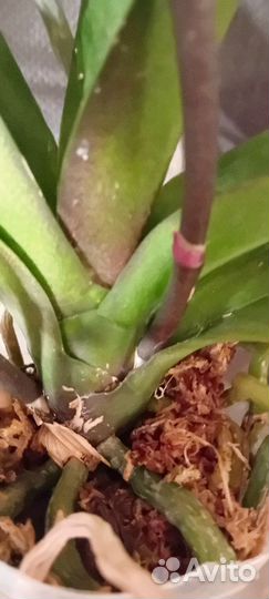 Орхидея фаленопсис Little Gam Stripes