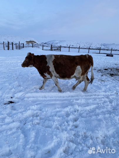 Корова дойная