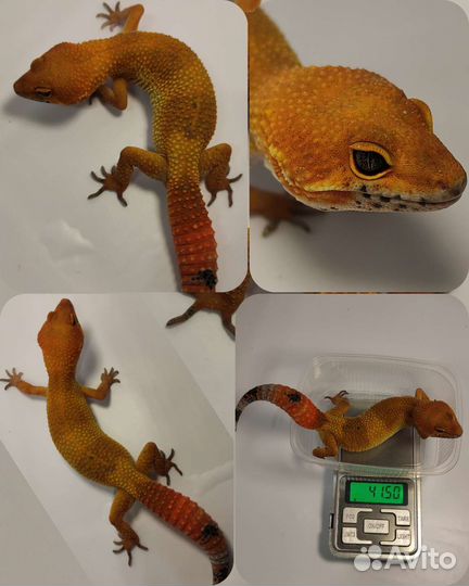 Геккон эублефар