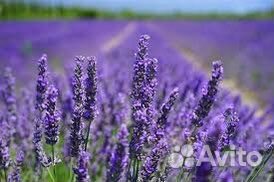 Лаванда сухоцвет