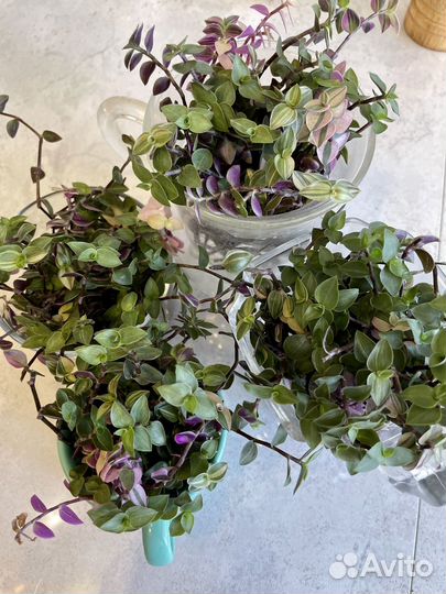 Каллизия бьянка