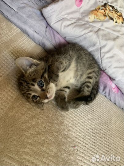 Котята в добрые руки бесплатно