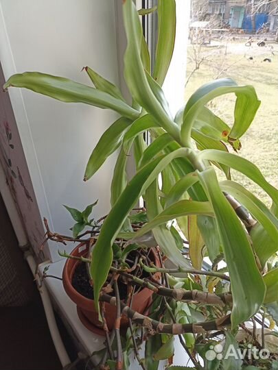 Растение золотой ус