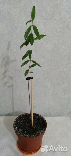 Саженцы граната комнатного