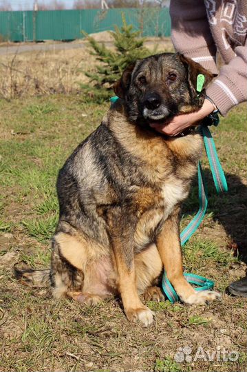 Собака Рэм добряк ищет дом