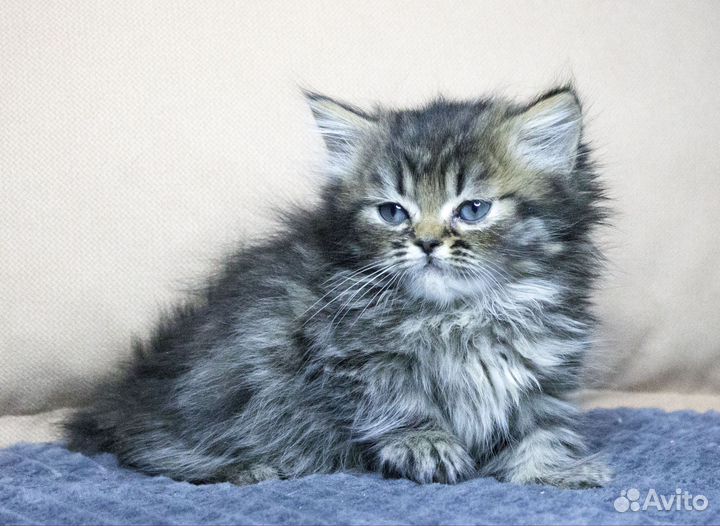 Котята манчкин