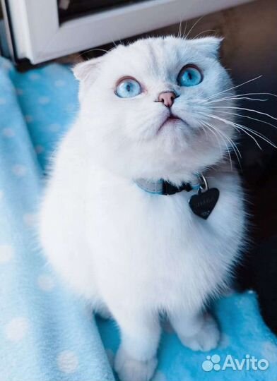 Шотландский кот на вязку