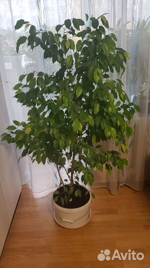 Фикус бенджамина