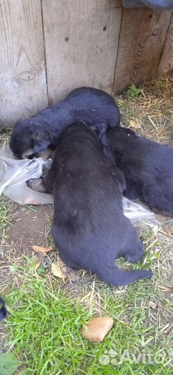 Отдам в очень добрые руки