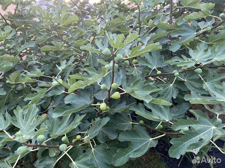 Садовник-помощник по хозяйству