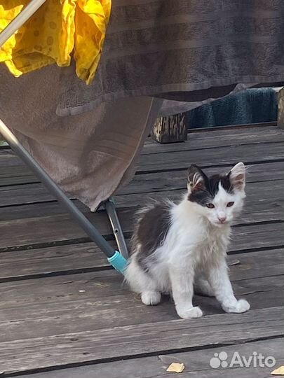 Котята в добрые руки даром