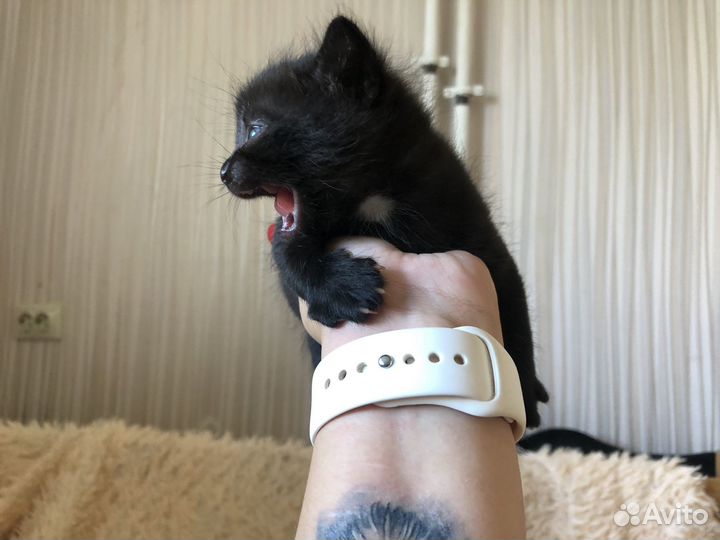 Тайские котята